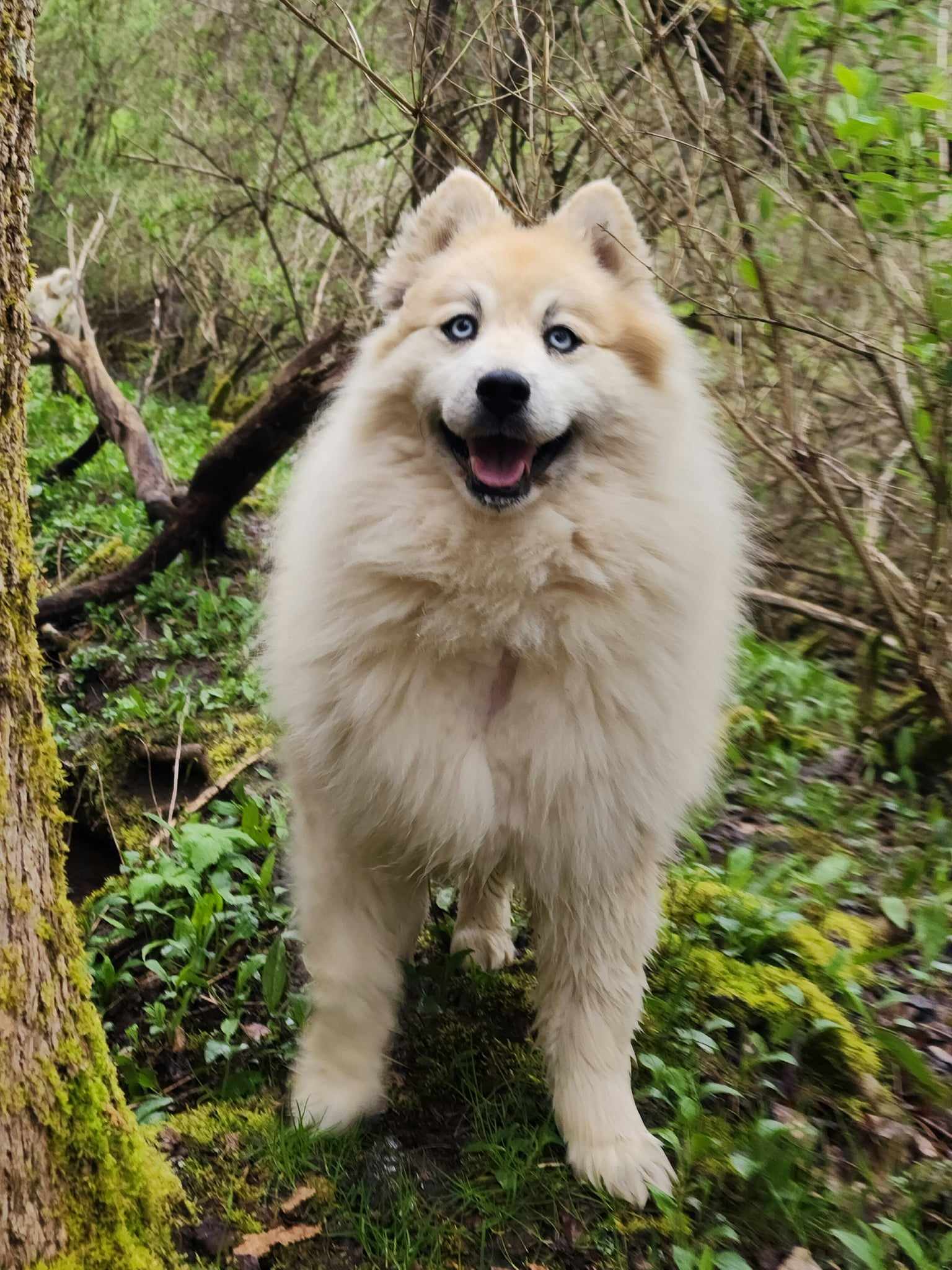 Bear Kendall, an adoptable Husky, Pomeranian in Cuba, NY, 14727 | Photo Image 3