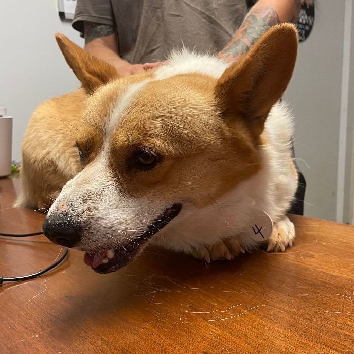 why do corgis stink