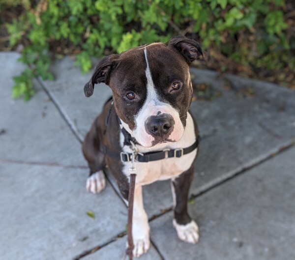 Dog for adoption - Nova, a Pit Bull Terrier Mix in Oceanside, CA ...