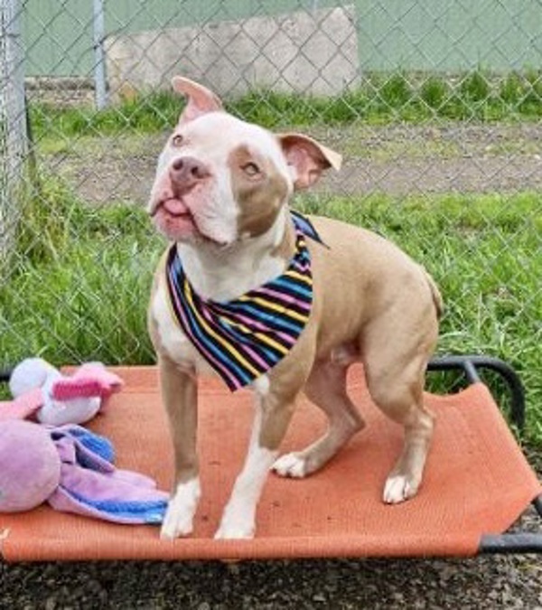 Tator Tot, an adoptable Pit Bull Terrier in McMinnville, OR, 97128 | Photo Image 1