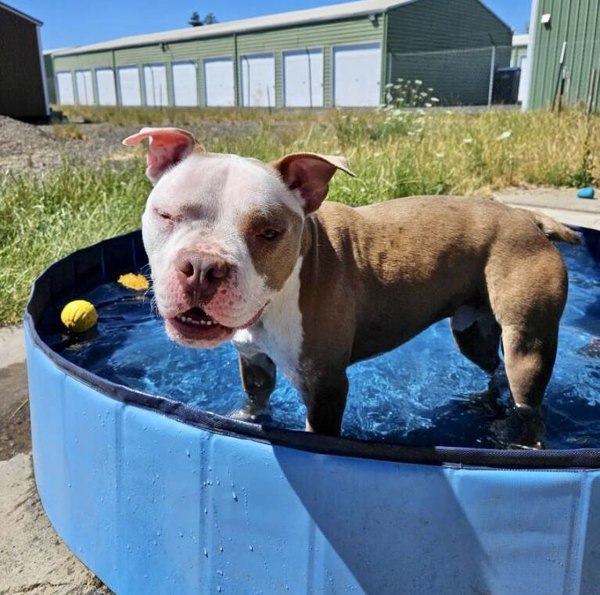 Tator Tot, an adoptable Pit Bull Terrier in McMinnville, OR, 97128 | Photo Image 2