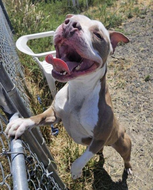 Tator Tot, an adoptable Pit Bull Terrier in McMinnville, OR, 97128 | Photo Image 4