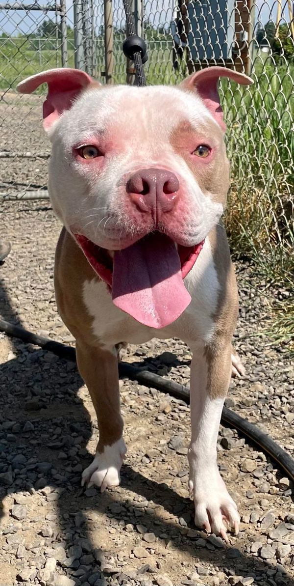 Tator Tot, an adoptable Pit Bull Terrier in McMinnville, OR, 97128 | Photo Image 5