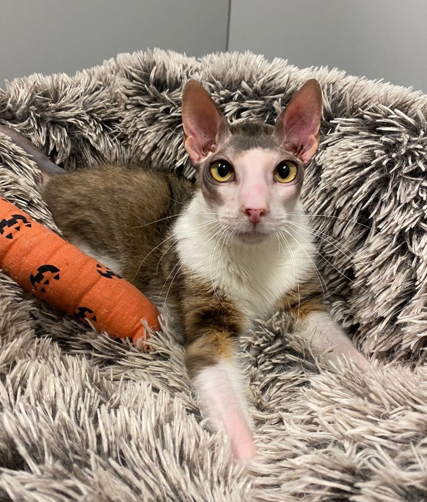 MOUSE, an adoptable Domestic Short Hair, Calico in Lemoore, CA, 93245 | Photo Image 1