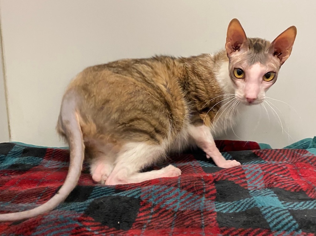 MOUSE, an adoptable Domestic Short Hair, Calico in Lemoore, CA, 93245 | Photo Image 3