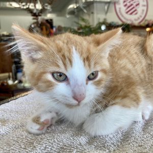 Marmalade
