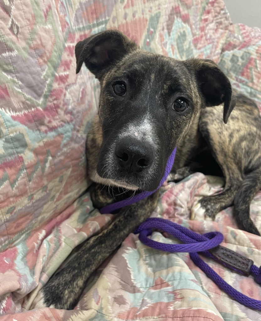 Rey, an adoptable Labrador Retriever in Little Rock, AR, 72210 | Photo Image 1