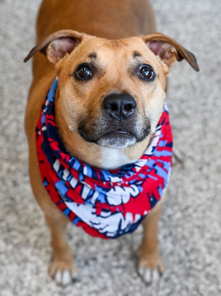 Dog for adoption Skyy, a Labrador Retriever Mix in Chattanooga, TN