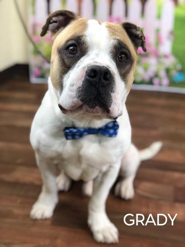 Grady, an adoptable American Bulldog Mix in Weatherford, TX_image-1