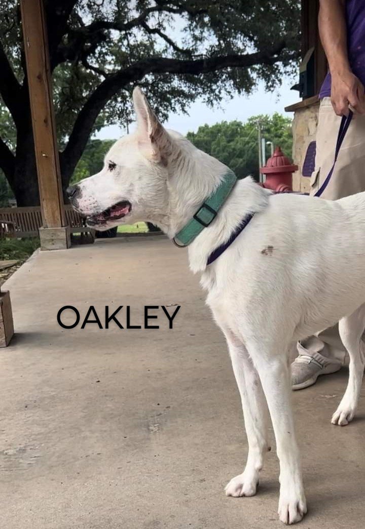 Oakley, an adoptable Shepherd Mix in Weatherford, TX_image-2