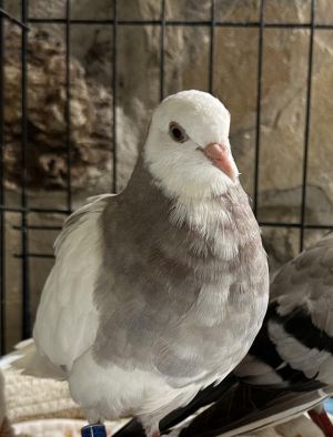 Waffles Pigeon Bird