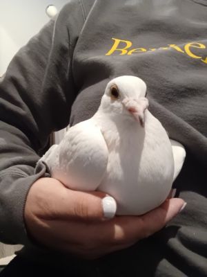 Bungalow is a handsome charming ex-racing pigeon Bungalow was rescued by a caring woman who found 