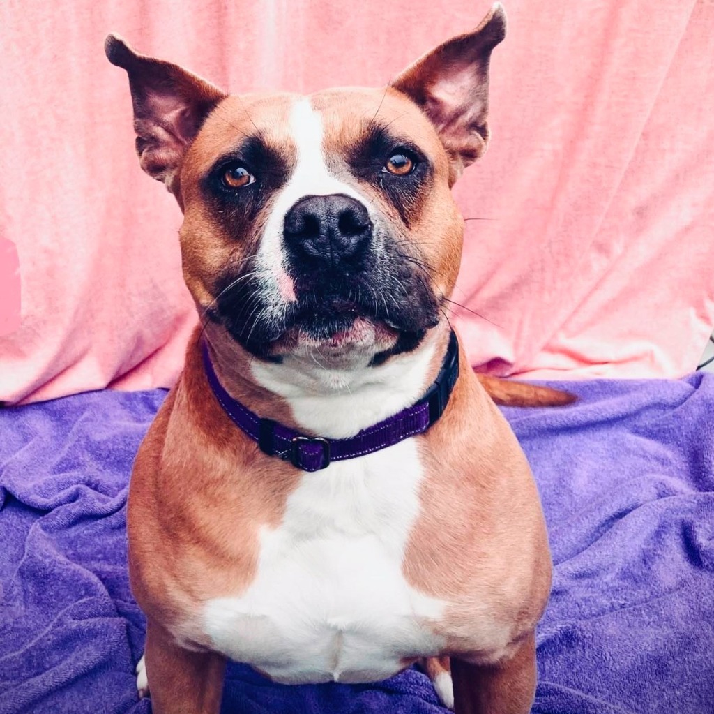 Megan, an adoptable Pit Bull Terrier in Laurie, MO, 65038 | Photo Image 1