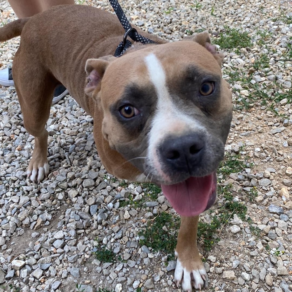 Megan, an adoptable Pit Bull Terrier in Laurie, MO, 65038 | Photo Image 2