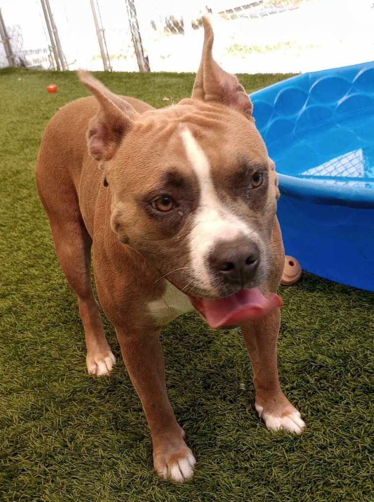 Megan, an adoptable Pit Bull Terrier in Laurie, MO, 65038 | Photo Image 3