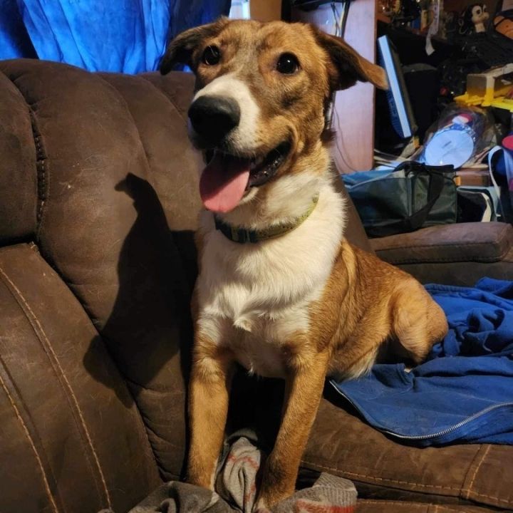 Dog for adoption - Gus, a Terrier & Shepherd Mix in South Plainfield ...