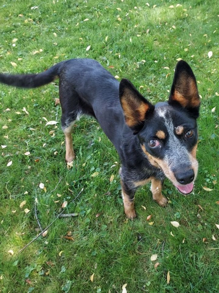 Kelpie australian store cattle dog mix