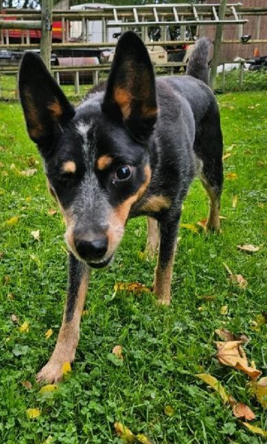 Kelpie australian store cattle dog mix