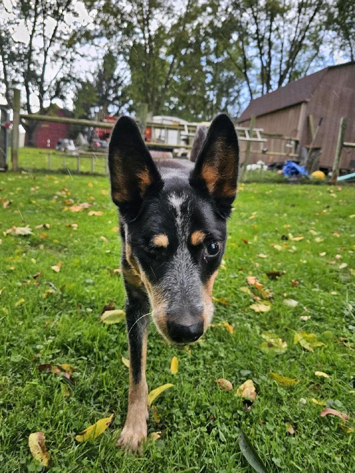 Kelpie blue hot sale heeler cross