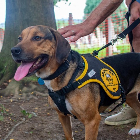 Dog For Adoption - Chandra, A Hound In Washington, Dc 