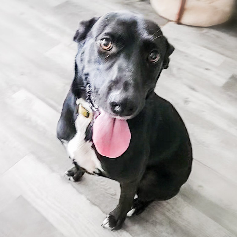 Nauda, an adoptable Retriever in Waunakee, WI, 53597 | Photo Image 3