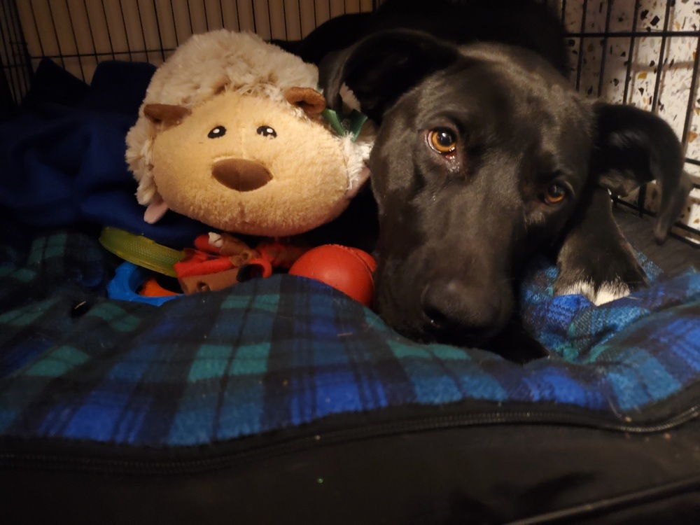 Nauda, an adoptable Retriever in Waunakee, WI, 53597 | Photo Image 5