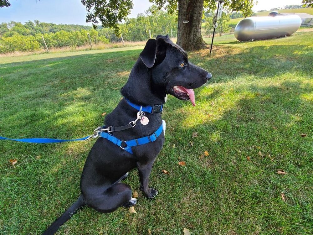 Nauda, an adoptable Retriever in Waunakee, WI, 53597 | Photo Image 6