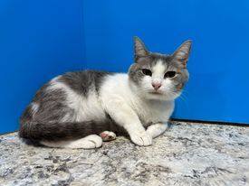 Ramona, an adoptable Domestic Short Hair in Powell, OH_image-1