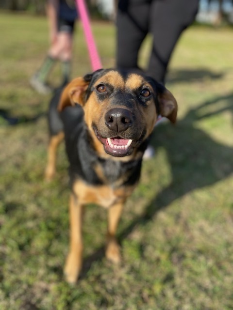 Hilda, an adoptable Beagle & Black and Tan Coonhound Mix in Lakeland, FL_image-2