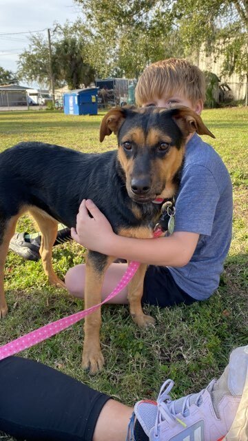 Hilda, an adoptable Beagle & Black and Tan Coonhound Mix in Lakeland, FL_image-3
