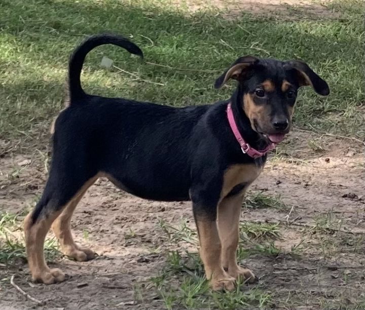 Hilda, an adoptable Beagle & Black and Tan Coonhound Mix in Lakeland, FL_image-5