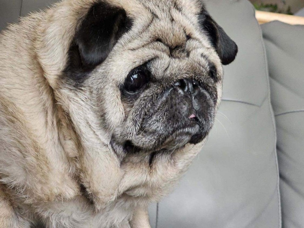 CoCo, an adoptable Pug in Eagle, ID, 83616 | Photo Image 1