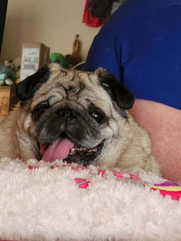 CoCo, an adoptable Pug in Eagle, ID, 83616 | Photo Image 2