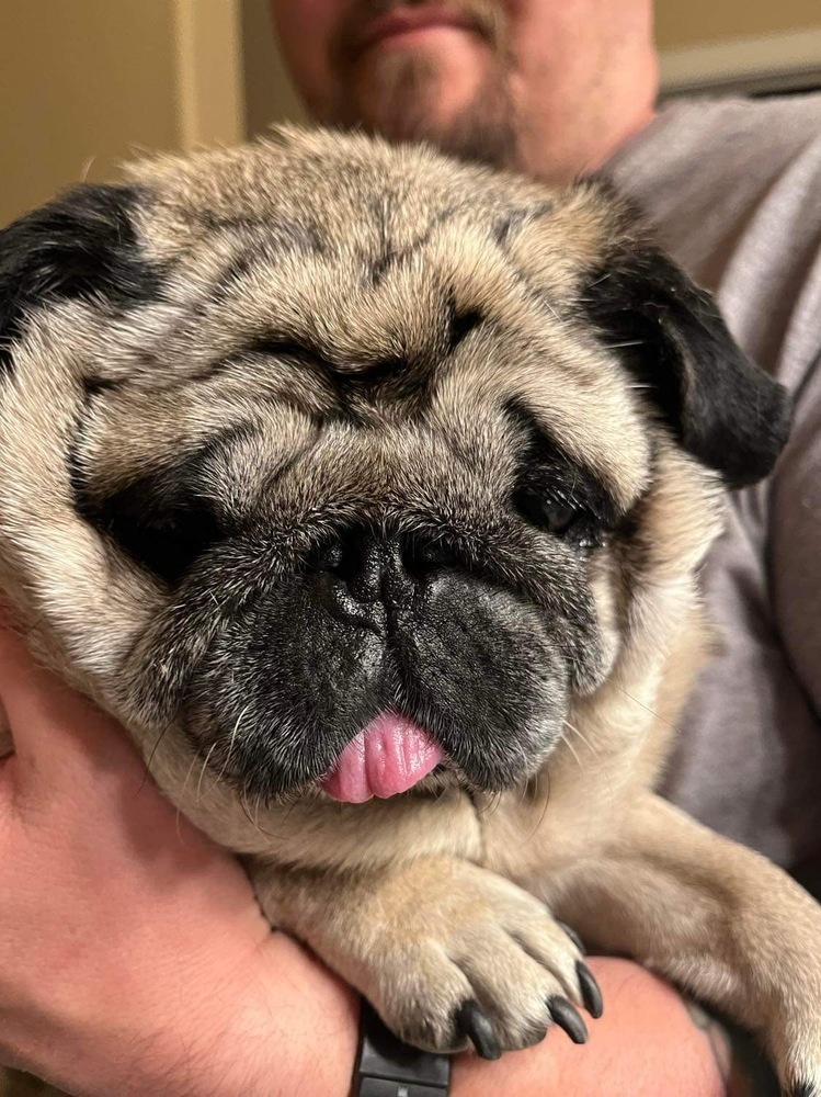 CoCo, an adoptable Pug in Eagle, ID, 83616 | Photo Image 3