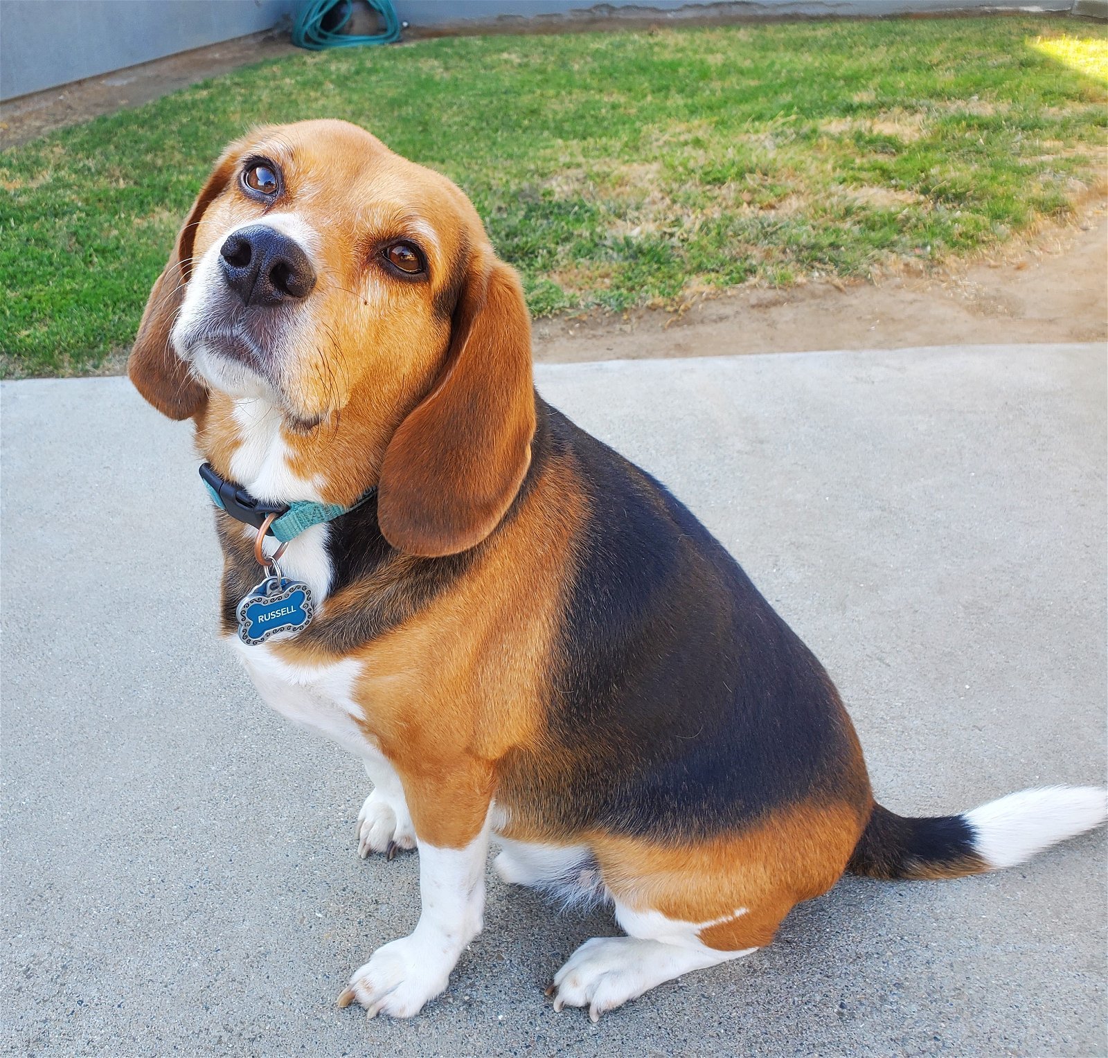 Russell (epileptic beagle)