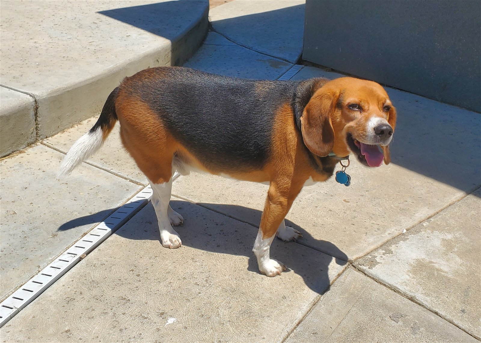 Russell (epileptic beagle)
