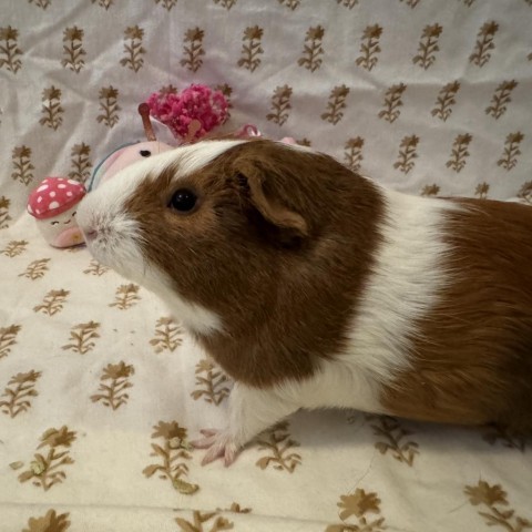 Cleo, an adoptable Guinea Pig in Las Vegas, NV_image-1