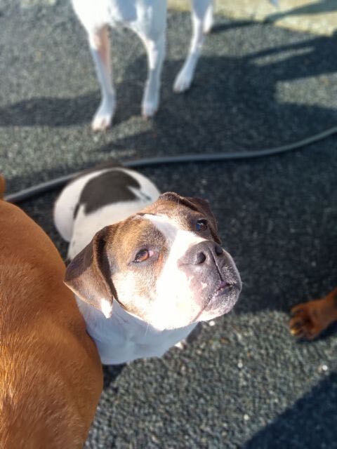 Beauty, an adoptable English Bulldog in Chester Springs, PA_image-3