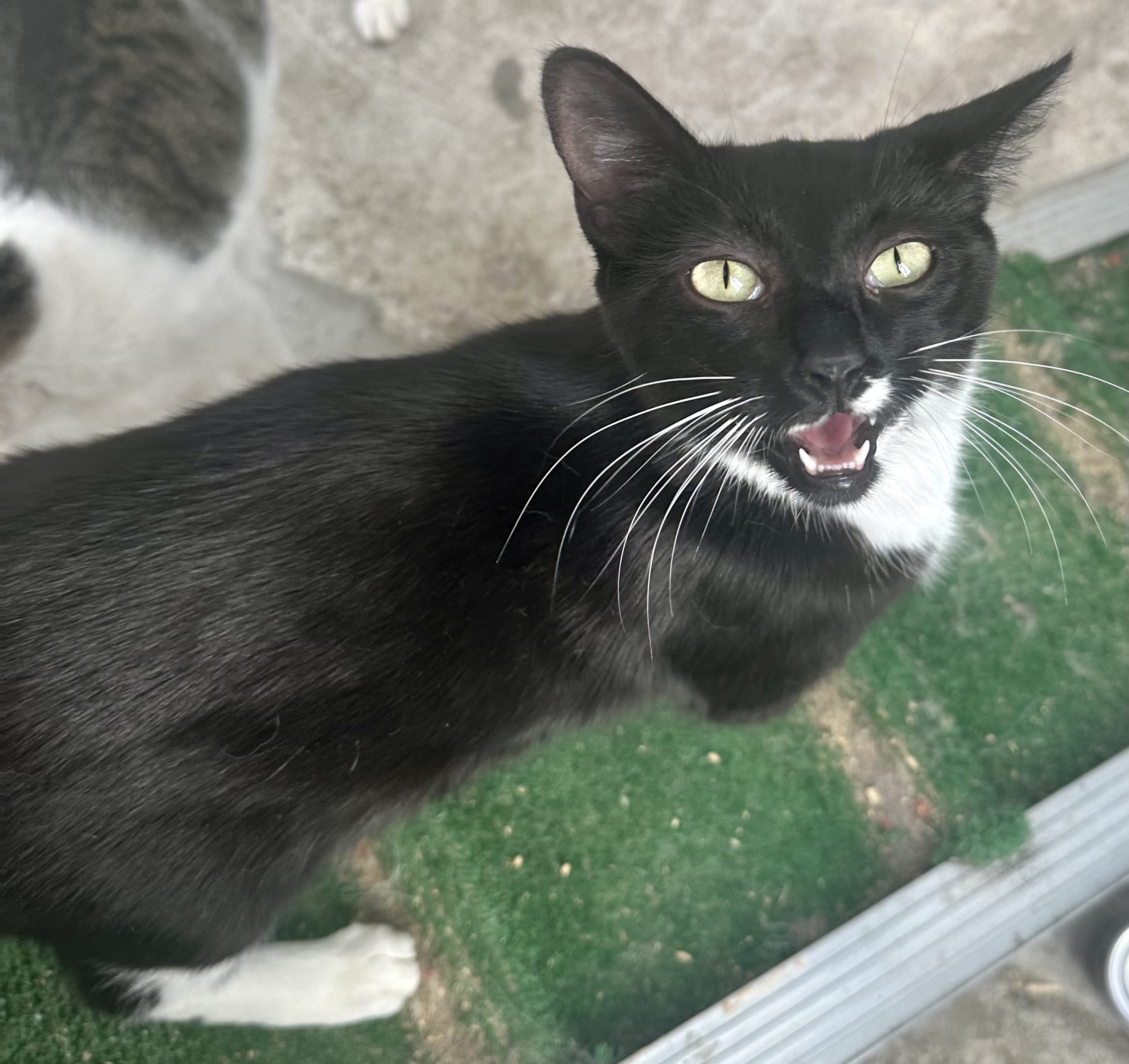 Tracy Tuxedo, an adoptable Domestic Short Hair in Tracy, CA, 95376 | Photo Image 2