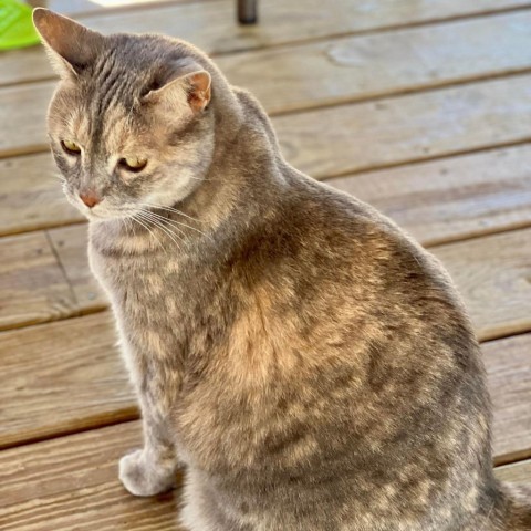 Zoe, an adoptable Domestic Short Hair in Freeport, FL, 32439 | Photo Image 2