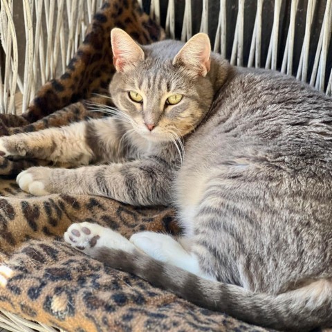 Zoe, an adoptable Domestic Short Hair in Freeport, FL, 32439 | Photo Image 3