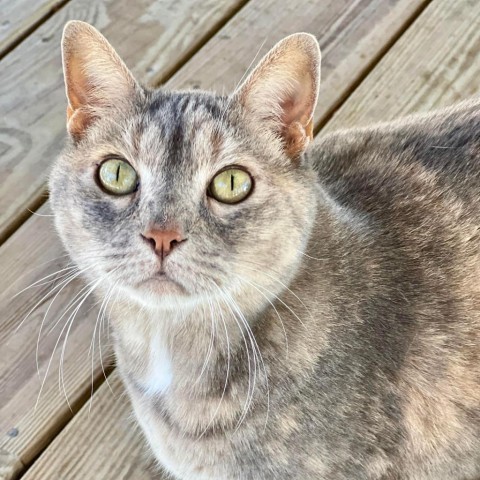 Zoe, an adoptable Domestic Short Hair in Freeport, FL, 32439 | Photo Image 4