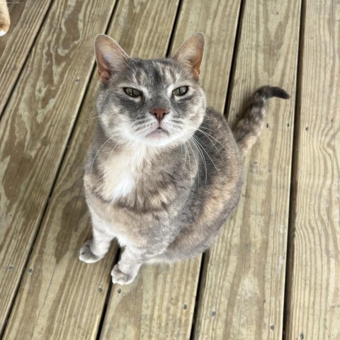 Zoe, an adoptable Domestic Short Hair in Freeport, FL, 32439 | Photo Image 5