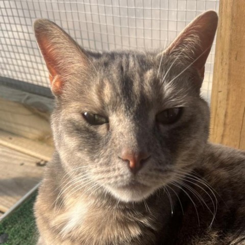 Zoe, an adoptable Domestic Short Hair in Freeport, FL, 32439 | Photo Image 6