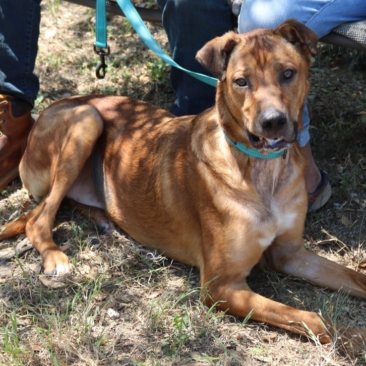 Great dane clearance x ridgeback