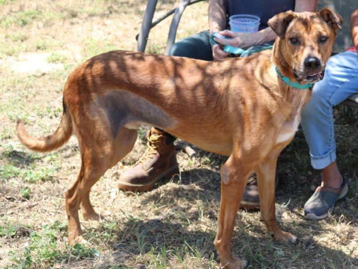 rhodesian ridgeback great dane mix