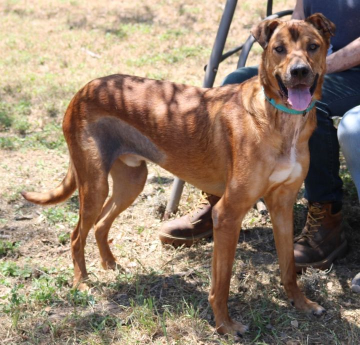 Great dane best sale x rhodesian ridgeback