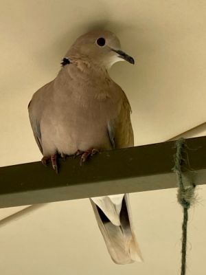 George is one of five Ringneck doves who with along with Florence Mackenzie Breeze  Lucas were 