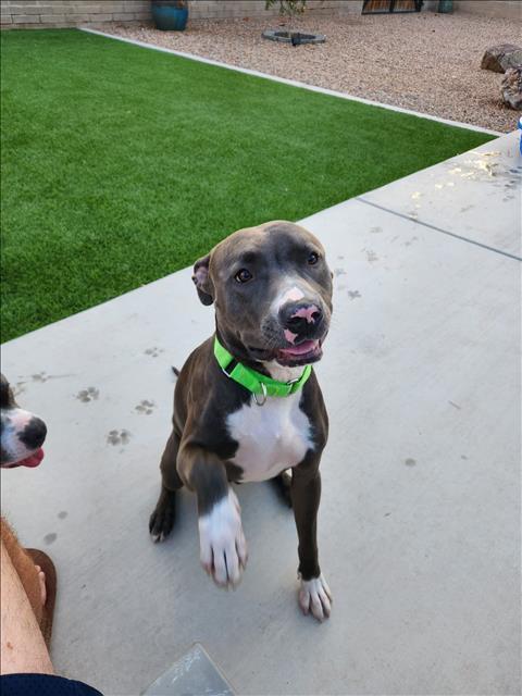 SILVERADO*, an adoptable Pit Bull Terrier in Tucson, AZ, 85745 | Photo Image 1