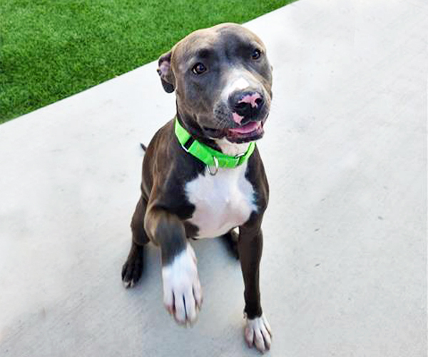 SILVERADO*, an adoptable Pit Bull Terrier in Tucson, AZ, 85745 | Photo Image 1